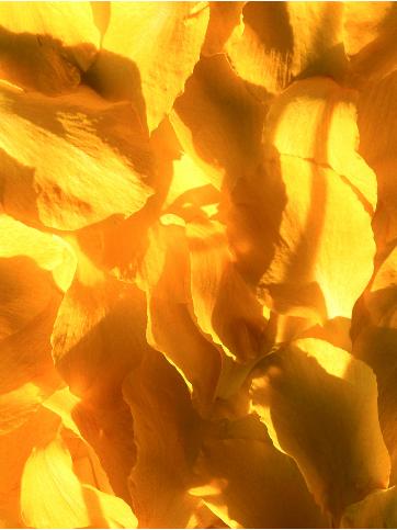Dujaune